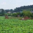 꽃돌농장 이미지