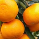 두꺼비농장 이미지