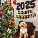 도도한댕댕 이미지