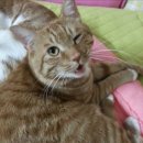 태평세탁 | 고양이 있는 집 필수템! 클렌하임 침구 청소기 내돈내산 추천 후기