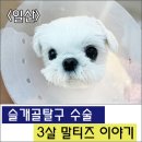 풍동 동물병원 이미지