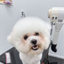 뽀송뽀송애견놀이방 네이버블로그