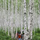 빛-자작나무 이미지