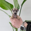 멍냥스타 강아지분양 고양이분양 이미지