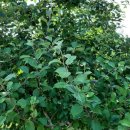 사과나무(주) 이미지