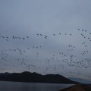 새바라기 이미지