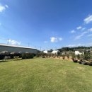 이동공설운동장(천연잔디) | 서울근교 시흥애견카페 450평 야외 운동장에서 실컷 뛰어노는 천연잔디 놀이터