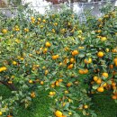 용안농약사 이미지