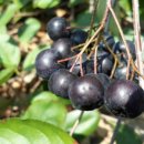 김영농장 이미지