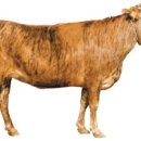 아산칡소영농조합법인 이미지