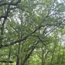 산은 산 같이 물은 물같이 보자 [26 05 23 밀양 재약산 천황산 버스대기 (184) ] 이미지