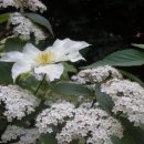 서안양우체국 앞 이미지