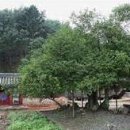 선인1리 이미지