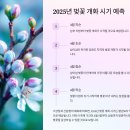 🌸 남이섬 벚꽃 축제 &#39;벗(友)꽃놀자&#39; 일정 및 개화시기 총정리! 🌸