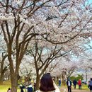 이마트24 다산생태공원점 | 서울 근교 벚꽃 나들이 소풍 한적한 공원 산책 ⎮ 다산 생태공원