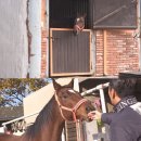 동물농장 이미지