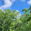 부산애견 이미지