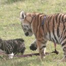 하룻 강아지 이미지