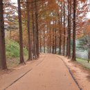 황토메타길 이미지