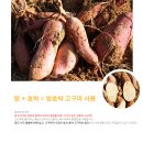 맛삿갓