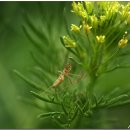 풀잎속의생명 이미지