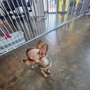 이뿌개 | 강아지미용 고민 끝, 선유리 이뿌개 후기