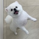보드레 애견미용실 이미지