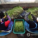 한재미나리영농조합법인 이미지