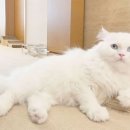 나폴레옹(Napoleon) 이미지