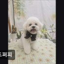 위드퍼피 애견미용실 이미지