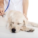 퍼피가든 이미지