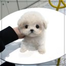 퍼피애견샵 네이버블로그