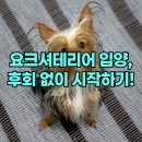 귀족동물병원 | 요크셔테리어 입양 고민인가요? 분양 가격과 실전 성격 후기