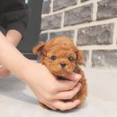 요미