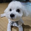 춘댕