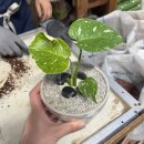 어진로 | [봄맞이 식물 분갈이 및 입양] 용인 예삐플라워 후기/꿀팁/분갈이 🪴✨