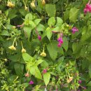 운문댐하류보4 이미지