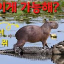■■■친화력 끝판왕, 카피바라(卡皮巴拉, Capybara) 그러나 순둥이도 폭발하면 무서워 이미지