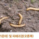 감자 - 충해(기생충) 청동방아벌레(철선충, Wireworm, Selatosomus puncticollis Motschulsky) 이미지