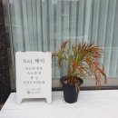 헤이네일&브로우 이미지