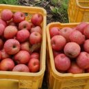 상영농장 이미지