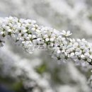 몽글몽글 싸리꽃 효능과 용도 싸리 회초리는 이제 그만 이미지