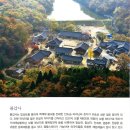 붉은 상사화 한창이던 가을날, 모악산 불갑사