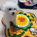 개좋은날 이미지