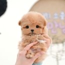 부산강아지분양 미유펫 이미지