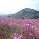 [ 160428 ] 대구 비슬산 이미지