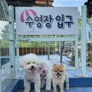 퍼피앤독 | 경남 애견카페 추천 | 창녕 대형 애견카페 퍼피앤독