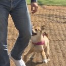 그린애견 | 서울 애견카페 추천, 헤이더그린 반려견과 다녀온 후기