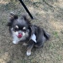 오늘도 예쁜 그루밍 | 원주강아지미용 스트레스 없는 단구동애견미용 훈그루밍 방문후기