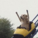 방배중앙로23길 42-11 | 1월에 먹은 디저트 모음.zip | 연세우유 딸기 생크림빵 호두빵 한정선 두바이 딸기 찹쌀떡 노티드...